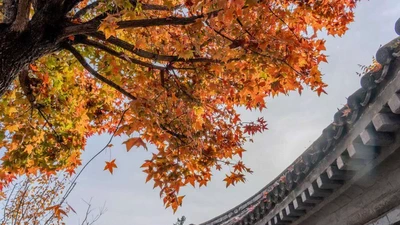 Maple featured image